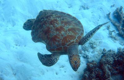 A turtle swims comfortably among the coral, despite its
			  old injury - a large shark bite on one side