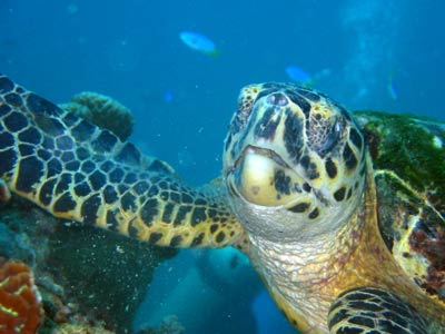 A close-up, straight-on shot of a turtle feeding on the       
				  coral